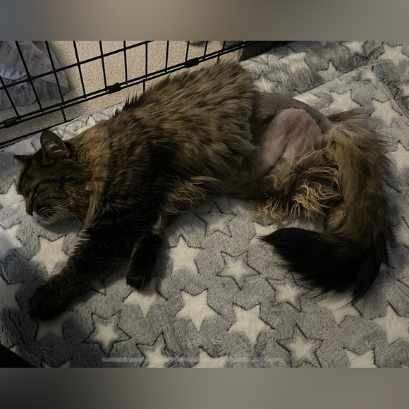 NWT Romantic Daydreamer Champagne Lace Tiered Maxi Dress - Picture 10 of 14